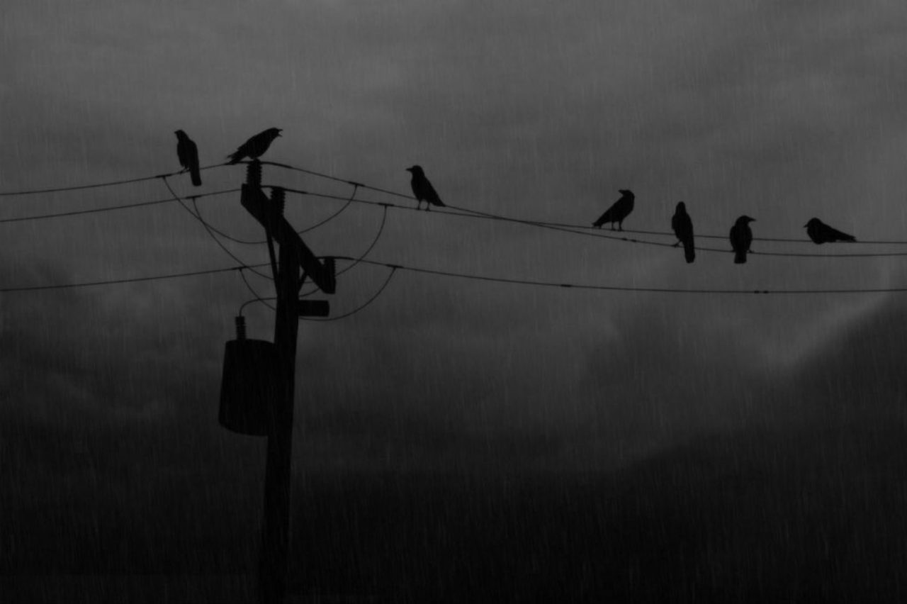 crows on a powerline