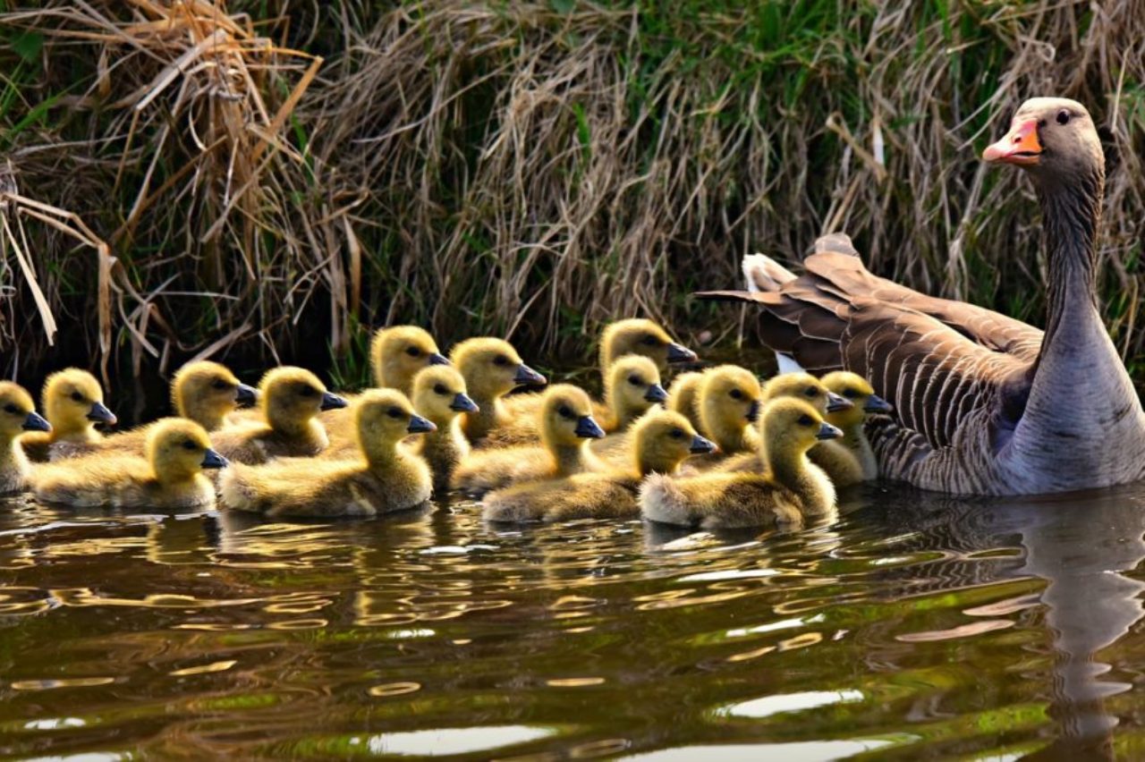 canadian-goose-with-chicks-mabel-amber-pixabay