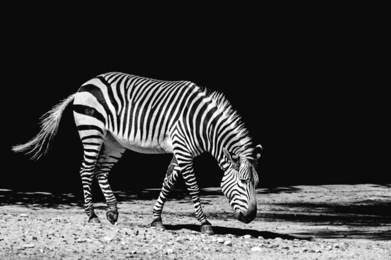 balck-and-white-picture-of-zebra