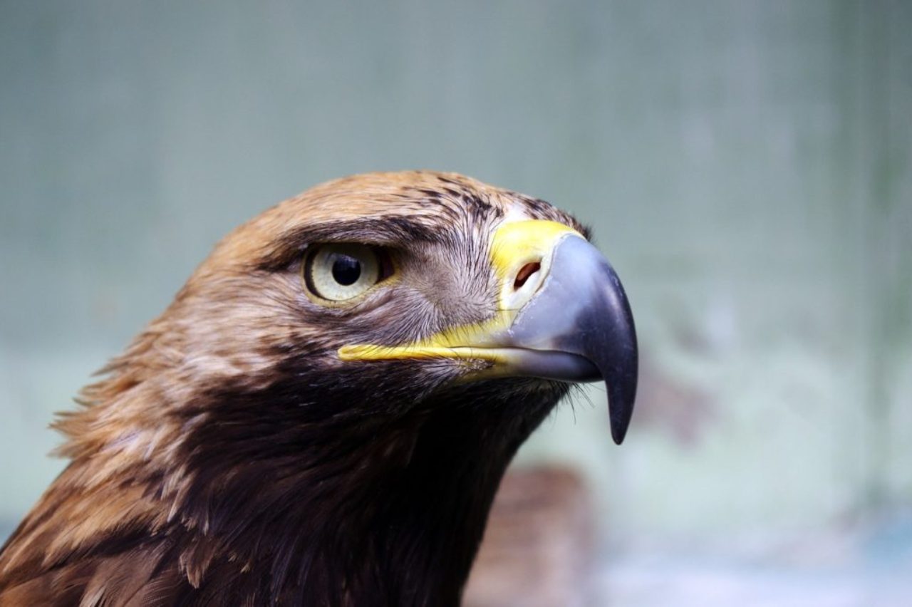 closeup-of-hawks-face