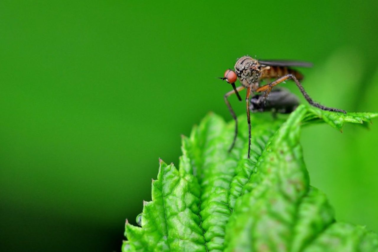 mosquito-insect-close-up-on-green-leaf