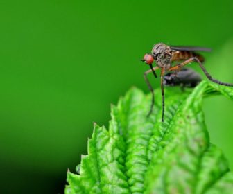 mosquito-insect-close-up-on-green-leaf