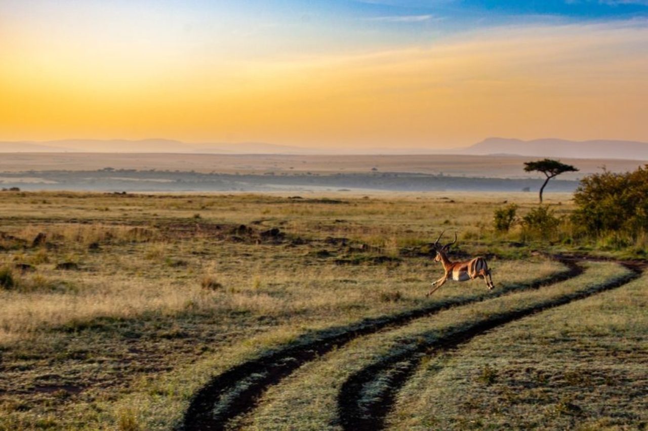 antelope-sunset-kenya-dusk-4121962/