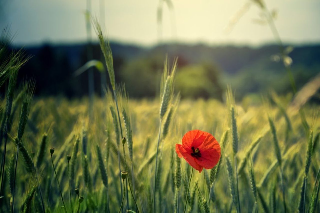 close-up-photo-of-poppy-flower