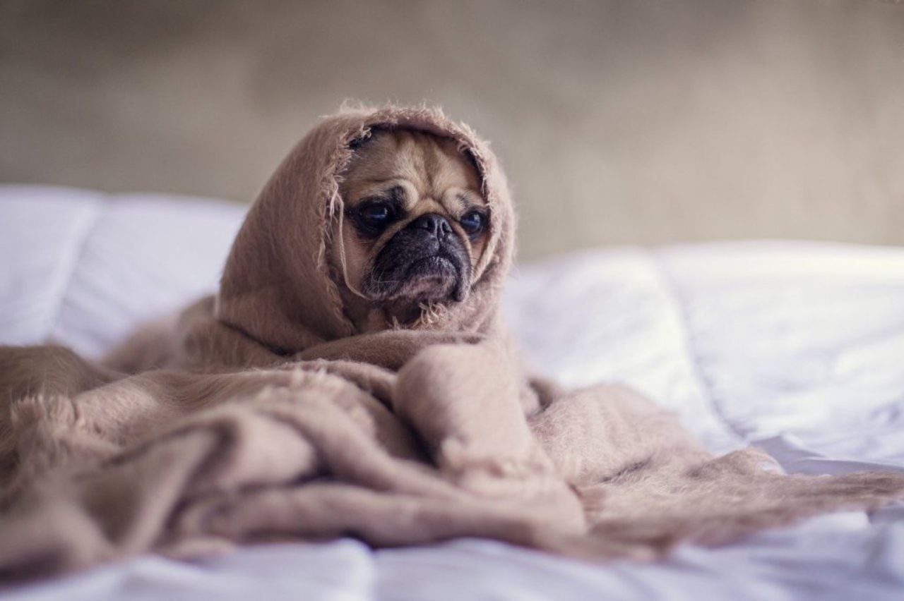 pug-dog-on-bed-wrapped-in-blanket