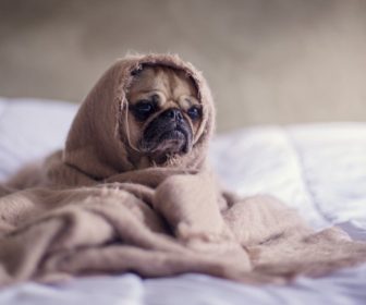 pug-dog-on-bed-wrapped-in-blanket