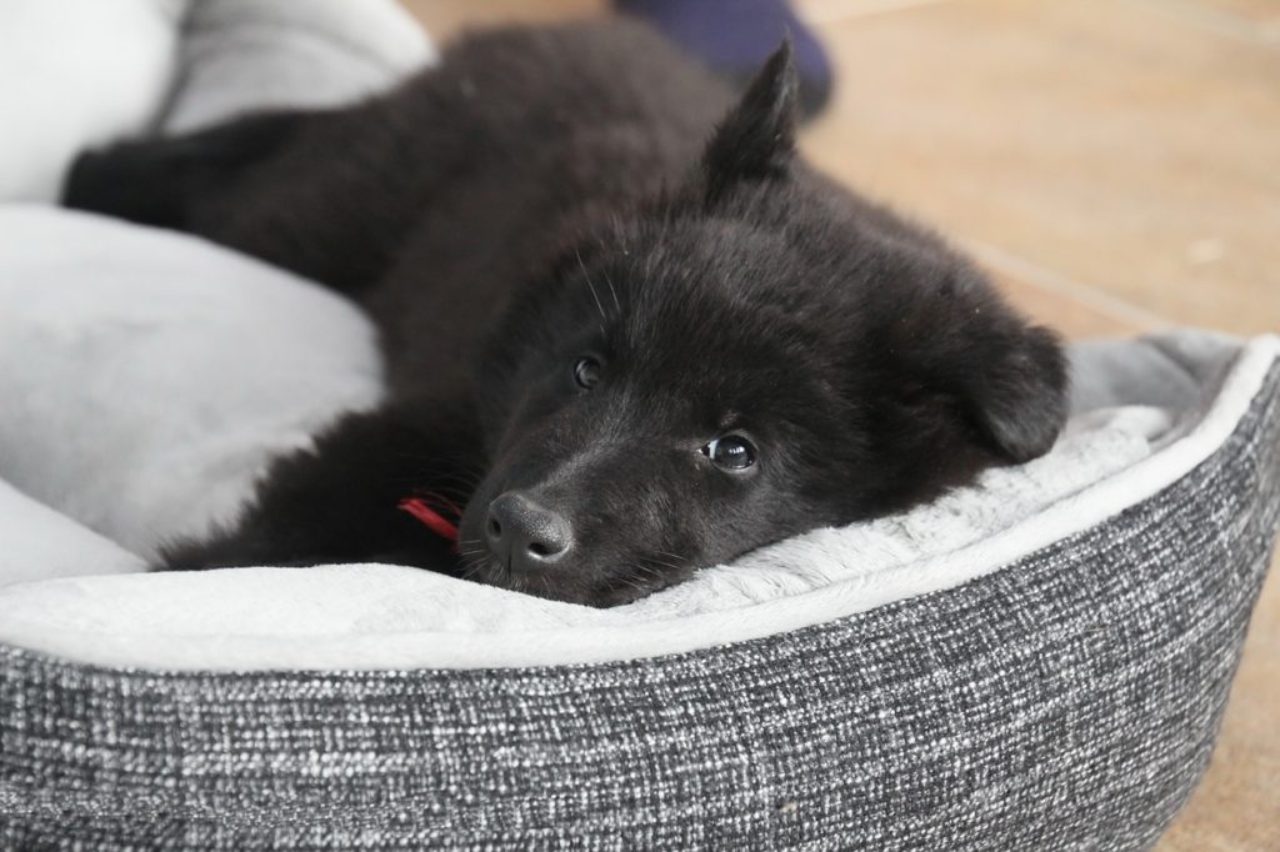 belgian-shepherd-puppy-lying-on-their-bed-435944