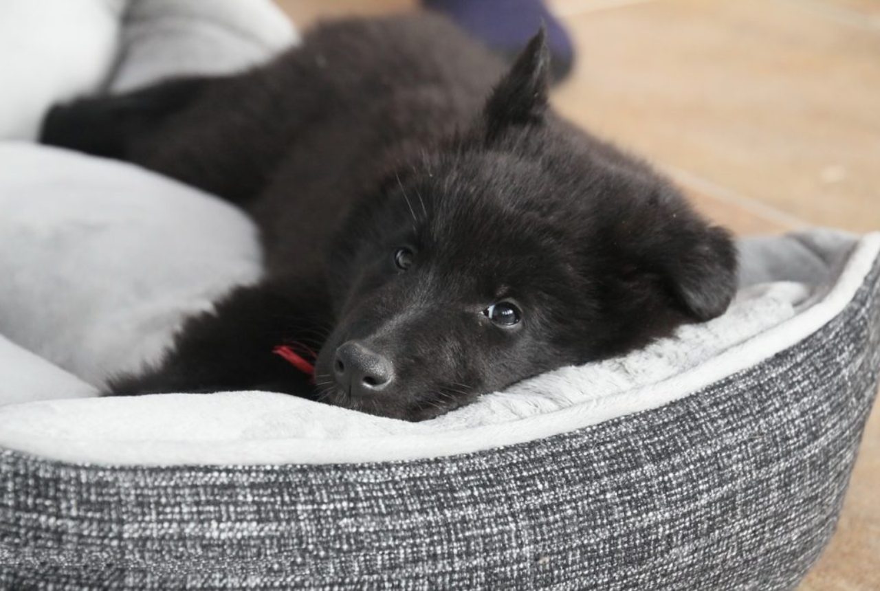 belgian-shepherd-puppy-lying-on-their-bed-435944