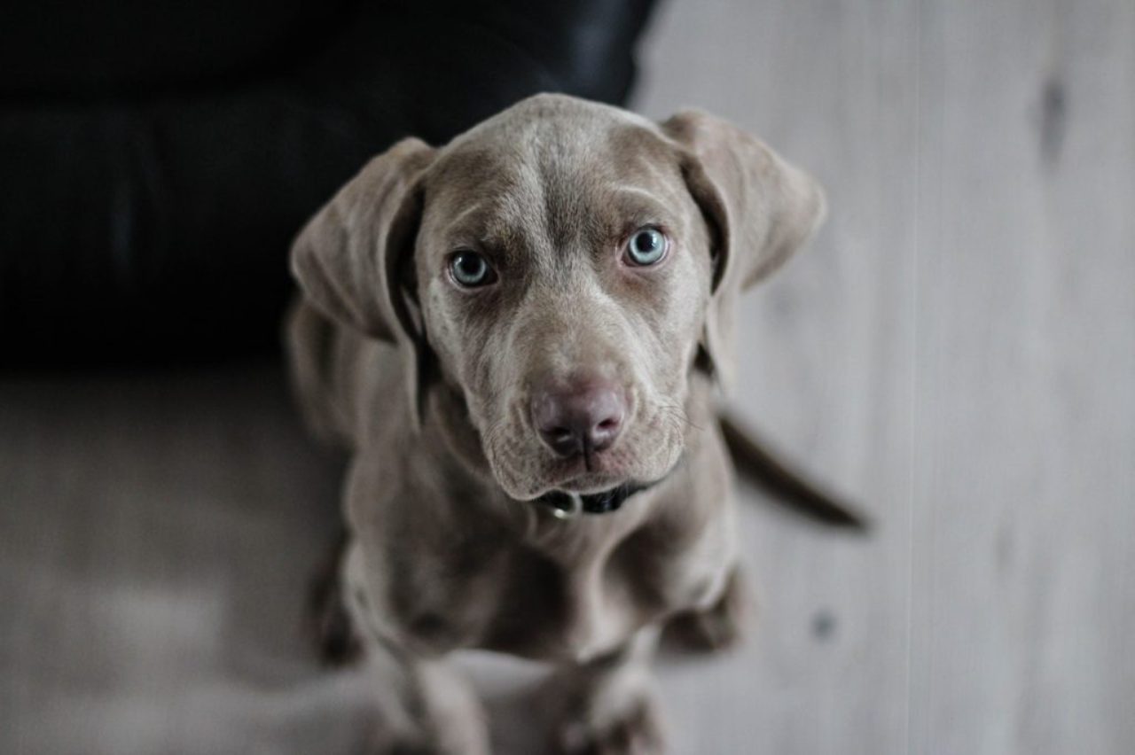 picture-of-dark-brown-adult-dog