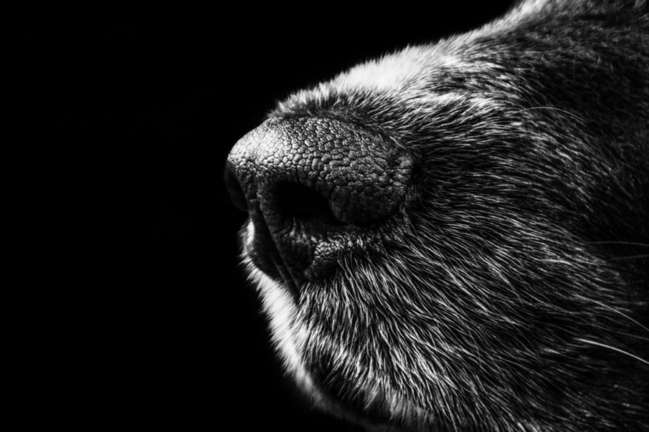 black-and-white-animal-dog-fur